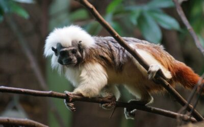 Anton the Tamarin